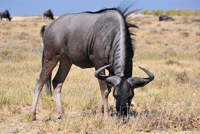 Parc national d'Etosha - Namibie