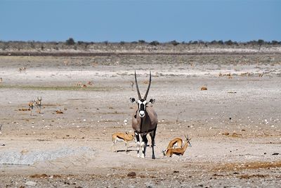 © Magali Dauphin - Parc national d'Etosha - Namibie Parc national d'Etosha - Namibie