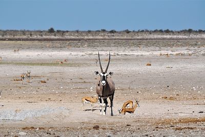 Parc national d'Etosha - Namibie