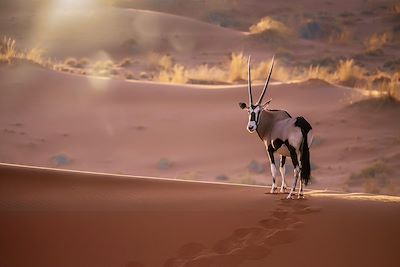 © Cheryl Ramalho / iStock - Antilope - Namibie Antilope - Namibie