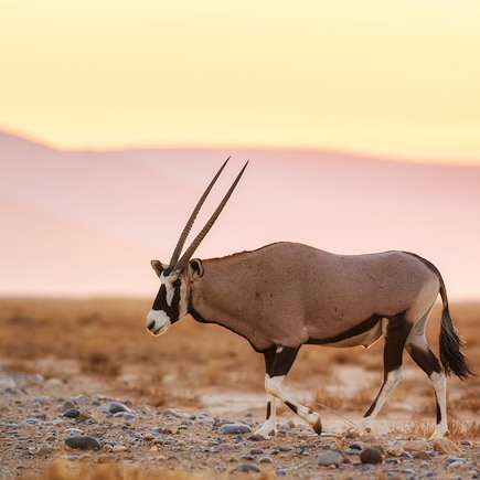 Autotour Namibie Désert du Namib