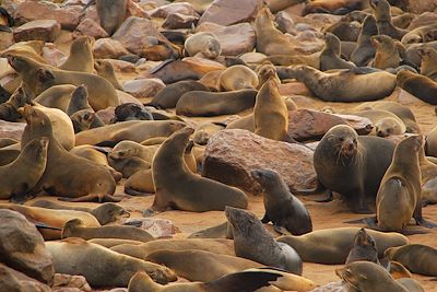 Cape Cross - Namibie