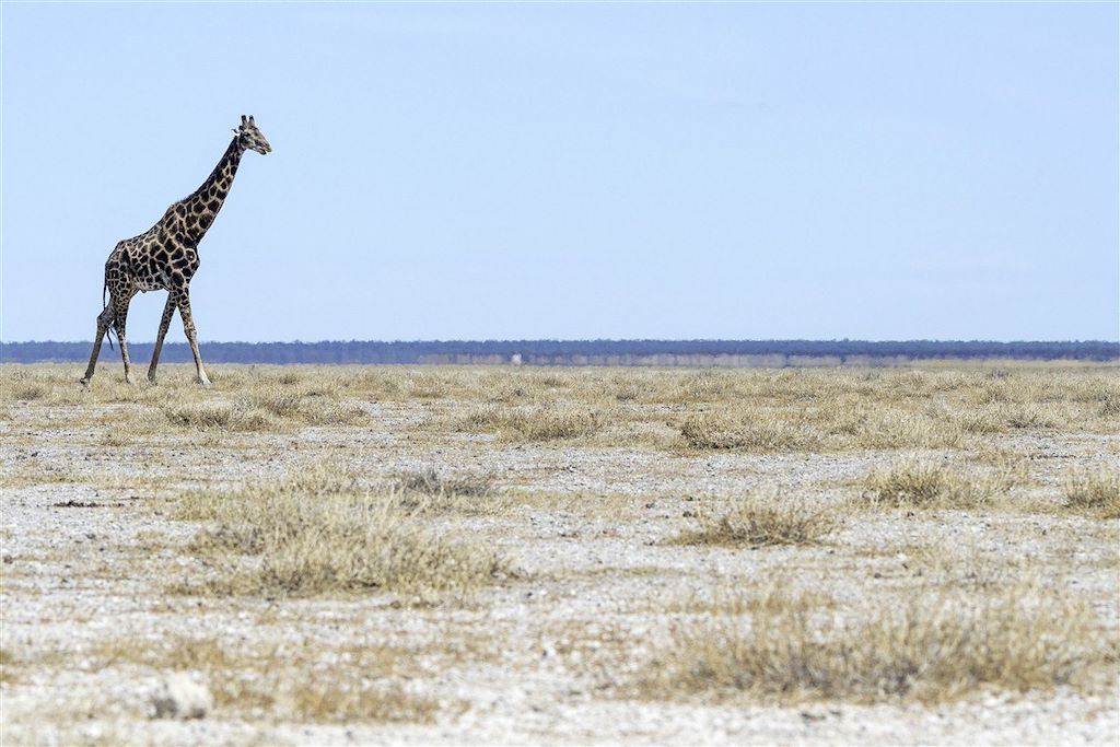 Image Safari Etosha - Trek Fish River Canyon - Lüderitz ville fantôme