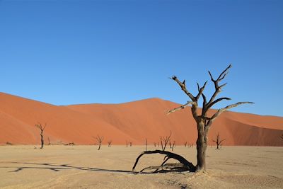 Dead Vlei - Dunes de Sossusvlei - Parc national du Namib-Naukluft - Namibie