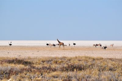 Voyage La Namibie à votre rythme en lodge 2
