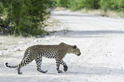 Parc national d'Etosha - Nambie