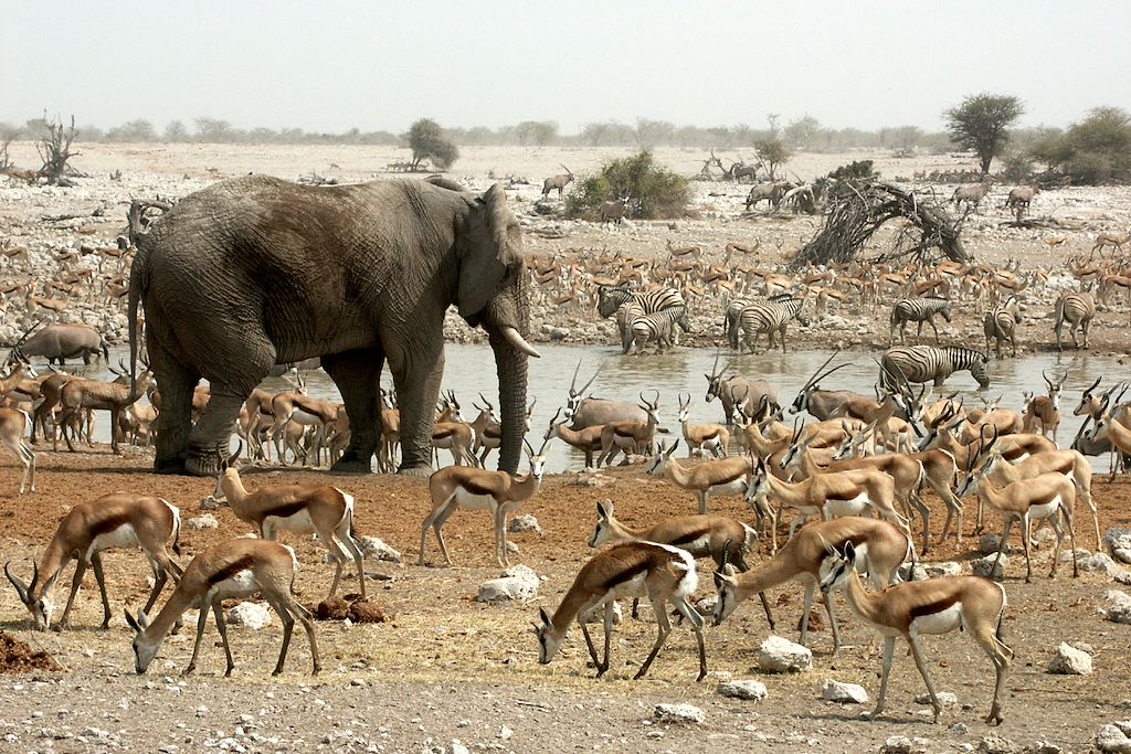 Image Randonnée guidée et bivouac Damaraland - Safari Etosha