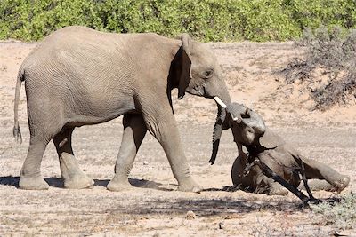 © Ingrid Laporte - Éléphanteau dans la rivière Huab - Namibie Éléphanteau dans la rivière Huab - Namibie