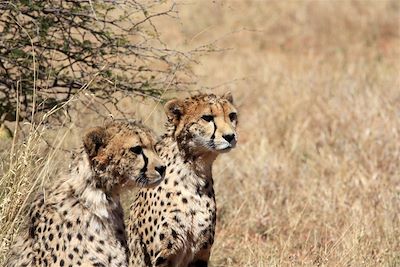 © Ingrid Laporte - Guépards - Namibie Guépards - Namibie