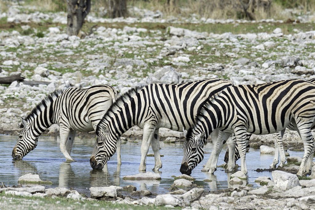 Image Randonnée guidée et bivouac Damaraland - Safari Etosha