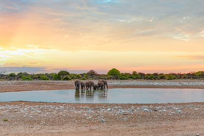 © Murat4art / Getty Images - Un troupeau d'éléphant boit de l'eau au Parc d'Etosha en Namibie Un troupeau d'éléphant boit de l'eau au Parc d'Etosha en Namibie