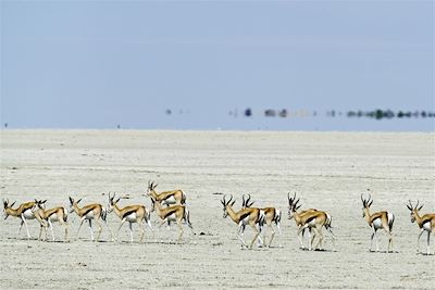 Parc national d'Etosha - Nambie
