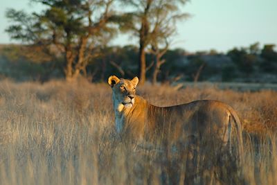 Parc transfrontalier de Kgalagadi - Namibie