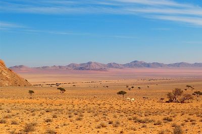 Green fyer - Namibie