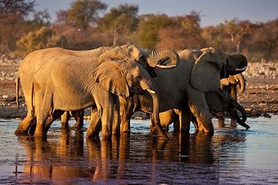 Mokuti Etosha Lodge - Etosha Est - Namibie