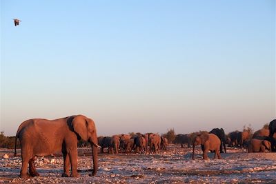 © Luce Piton - Parc national d’Etosha - Kunene - Namibie Parc national d’Etosha - Kunene - Namibie