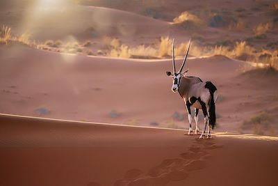 © Cheryl Ramalho / iStock - Antilope - Namibie Antilope - Namibie