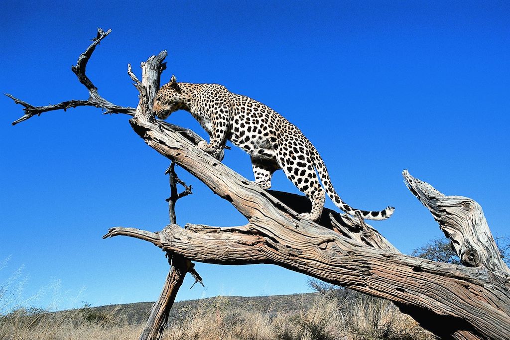 Voyage Désert du Namib