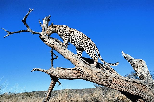 Voyage Traversée de la Namibie aux chutes Victoria