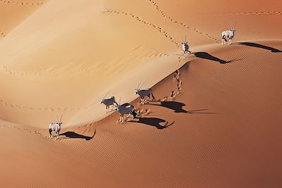 Oryx dans le désert namibien
