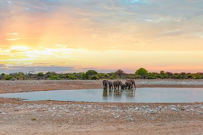 © Murat4art / Getty Images - Un troupeau d'éléphant boit de l'eau au Parc d'Etosha en Namibie Un troupeau d'éléphant boit de l'eau au Parc d'Etosha en Namibie