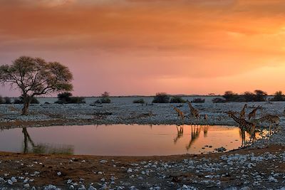 © Ph. Francesco Ciccotti / Getty Images - Des girafes boivent de l'eau dans le désert namibien Des girafes boivent de l'eau dans le désert namibien