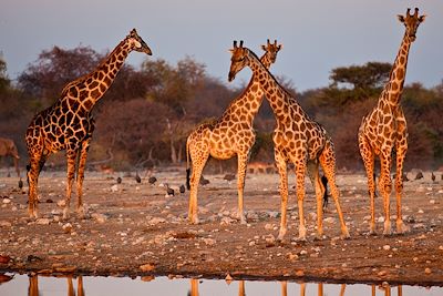 Mokuti Etosha Lodge - Etosha Est - Namibie