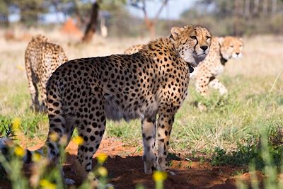 Cheetah Conservation Fund - Otjiwarongo - Namibie