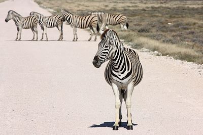 Etosha National Park - Namibie