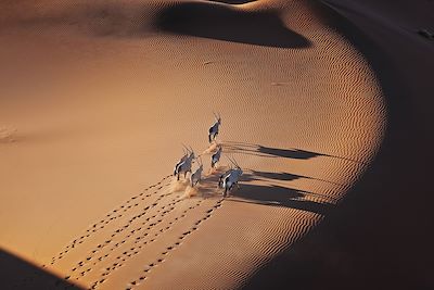 Desert namibien, un troupeau d'oryx galope à travers les dunes