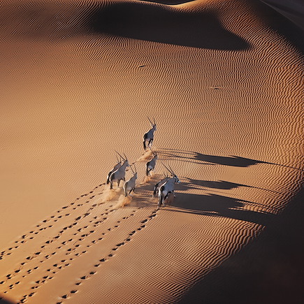 Découverte Namibie Désert du Namib