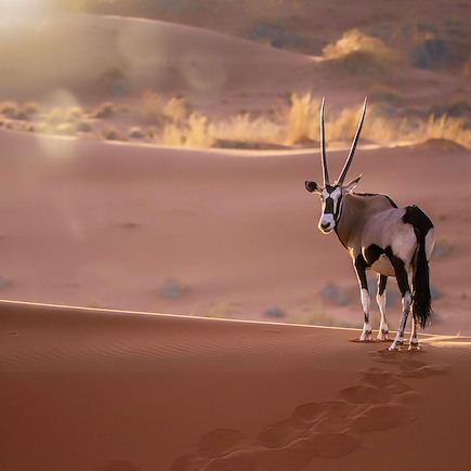 Découverte Namibie Désert du Namib