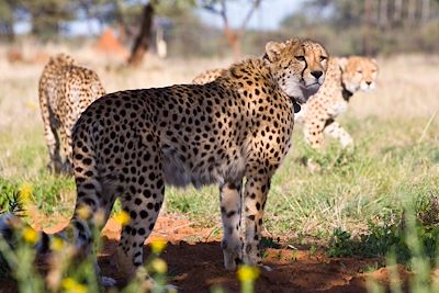 Cheetah Conservation Fund - Otjiwarongo - Namibie