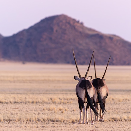 Découverte Namibie Désert du Namib