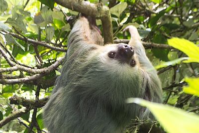 Paresseux au Mombacho - Nicaragua