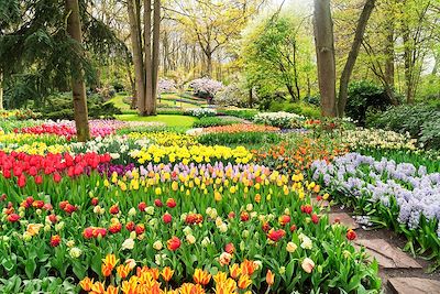 Jardins de Keukenhof - Pays-Bays