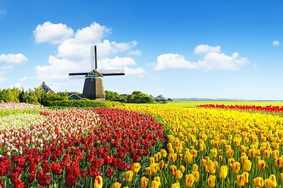 Moulin et champ de tulipes - Pays-Bays