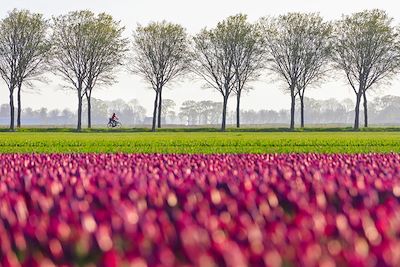 Cycliste devant un champ de tulipes - Pays-Bas