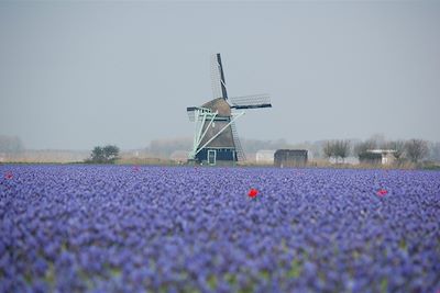 Voyage D'Amsterdam à Bruges à vélo 3