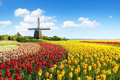 Moulin et champ de tulipes - Pays-Bays