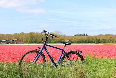 © Marien Ranché - Vélo aux Pays-Bas Vélo aux Pays-Bas
