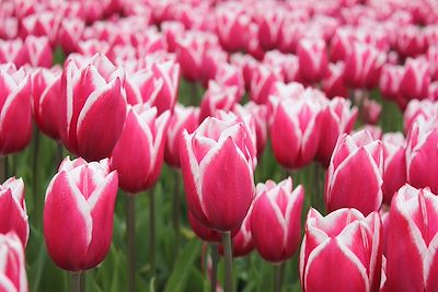 © Marien Ranché - Tulipes - Pays-Bas Tulipes - Pays-Bas