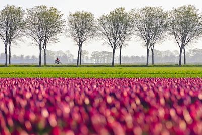 © Roberto Moiola / DEEPOL by plainpicture - Cycliste devant un champ de tulipes - Pays-Bas Cycliste devant un champ de tulipes - Pays-Bas