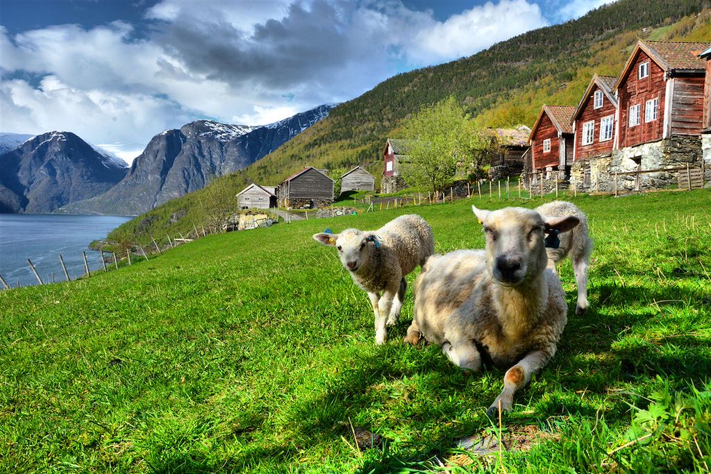 Image Randonnée Norvège - Train Oslo Bergen - train Flam