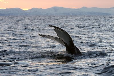 Baleine - Îles Vesterålen - Norvège