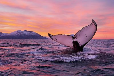 Baleine à Tromsø - Comté de Troms - Norvège