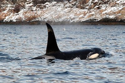 Voyage Baleines, orques et aurores dans les fjords 2