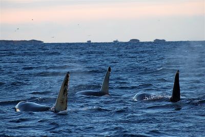 Baleine, aurore boréale à bord d'un vieux gréement