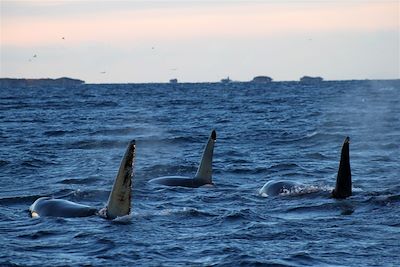 Observation animalière Norvège