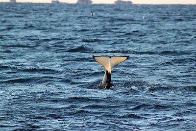 Voyage Baleine, aurore boréale à bord d'un vieux gréement 3